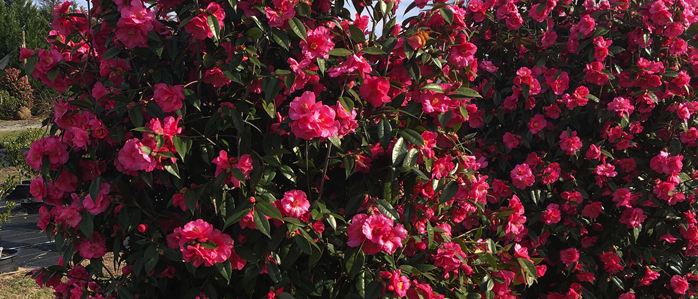 Crimson Candles camellia japonica complete plant