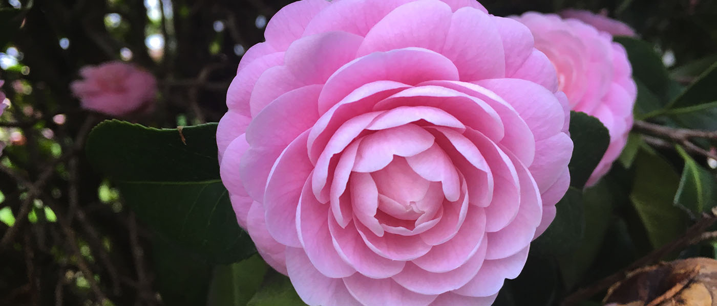 Pink Perfection camellia japonica