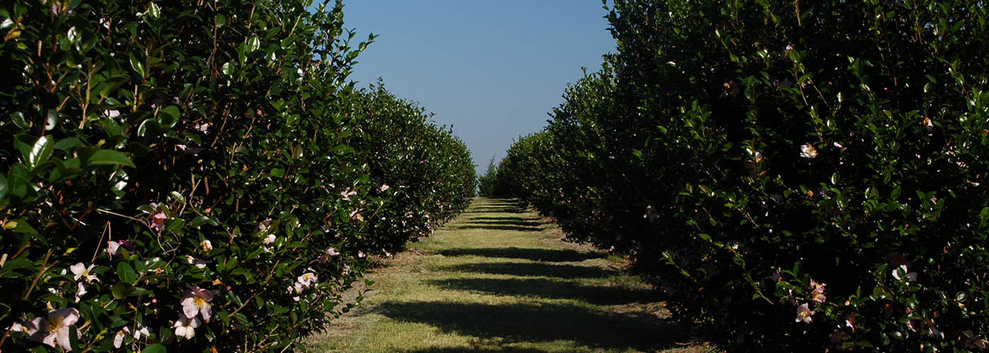 Sweetwater Creek Flower & Plant Nursery